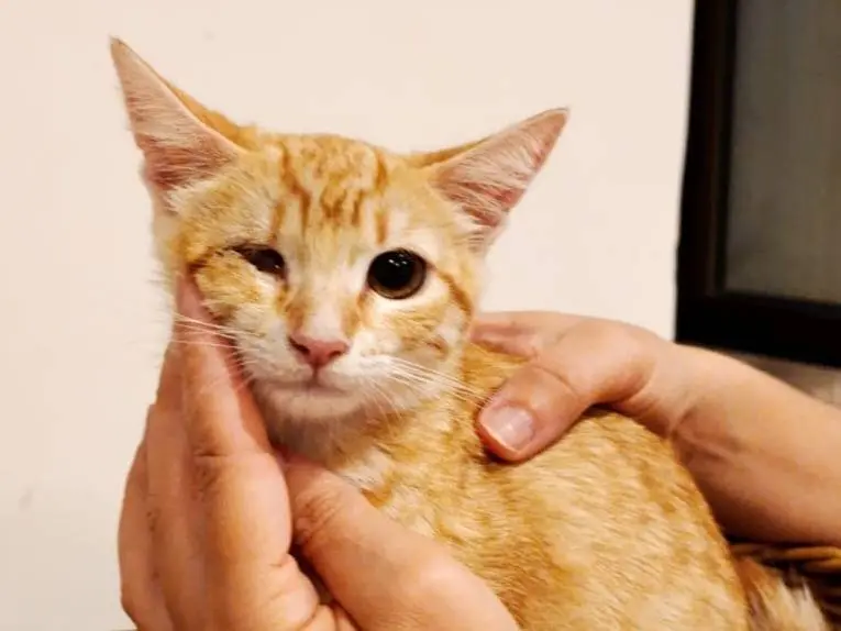 Adozione gatto, femmina, Razza sconosciuta Razza sconosciuta, 3 mesi, taglia non valida, Napoli