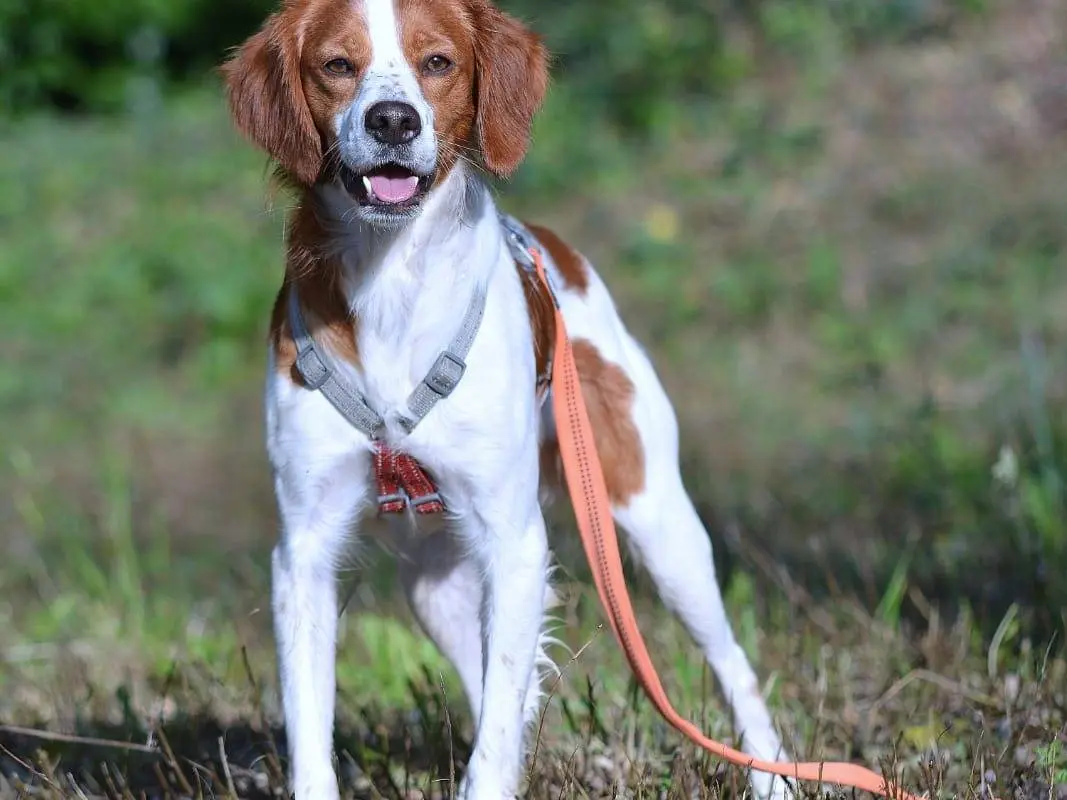 Adotta un cane, maschio, 5 anni e 11 mesi, Como