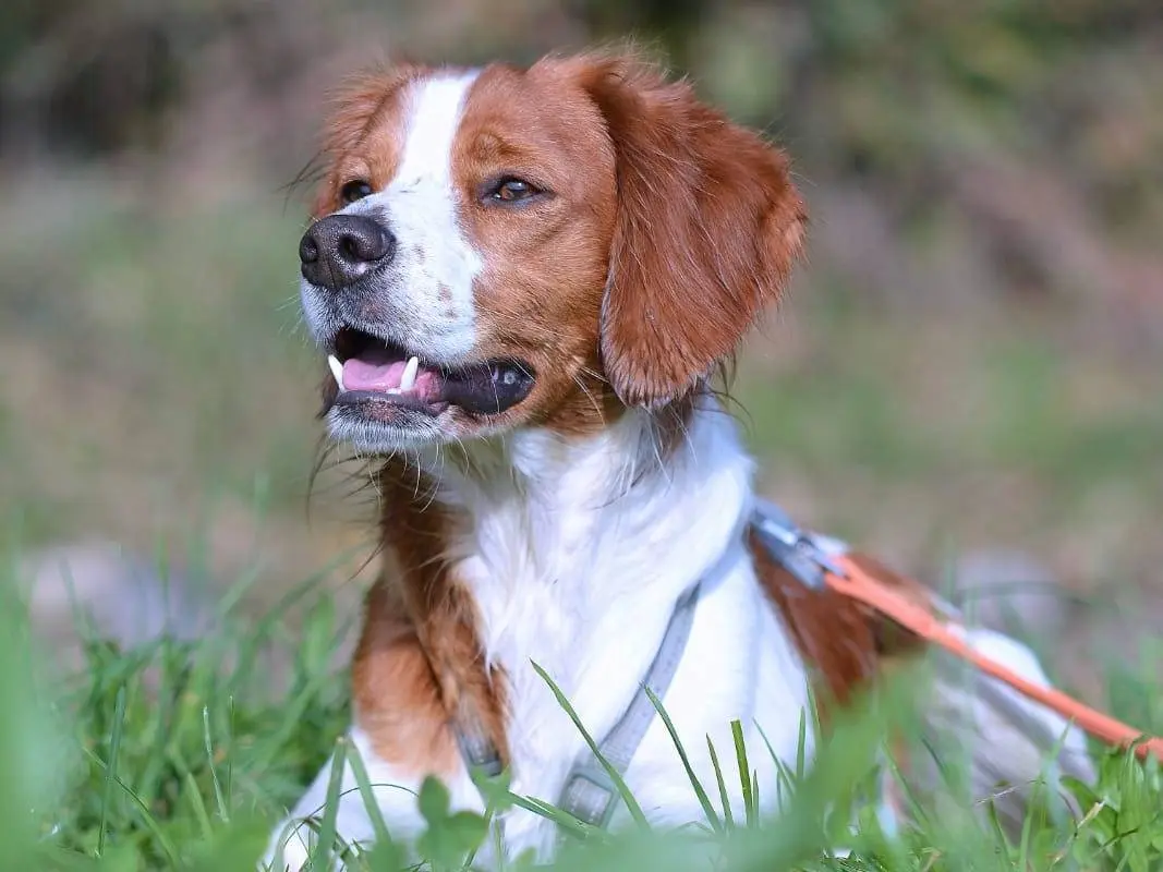 Adozione cane, maschio, Breton, 5 anni e 11 mesi, taglia piccola, Como