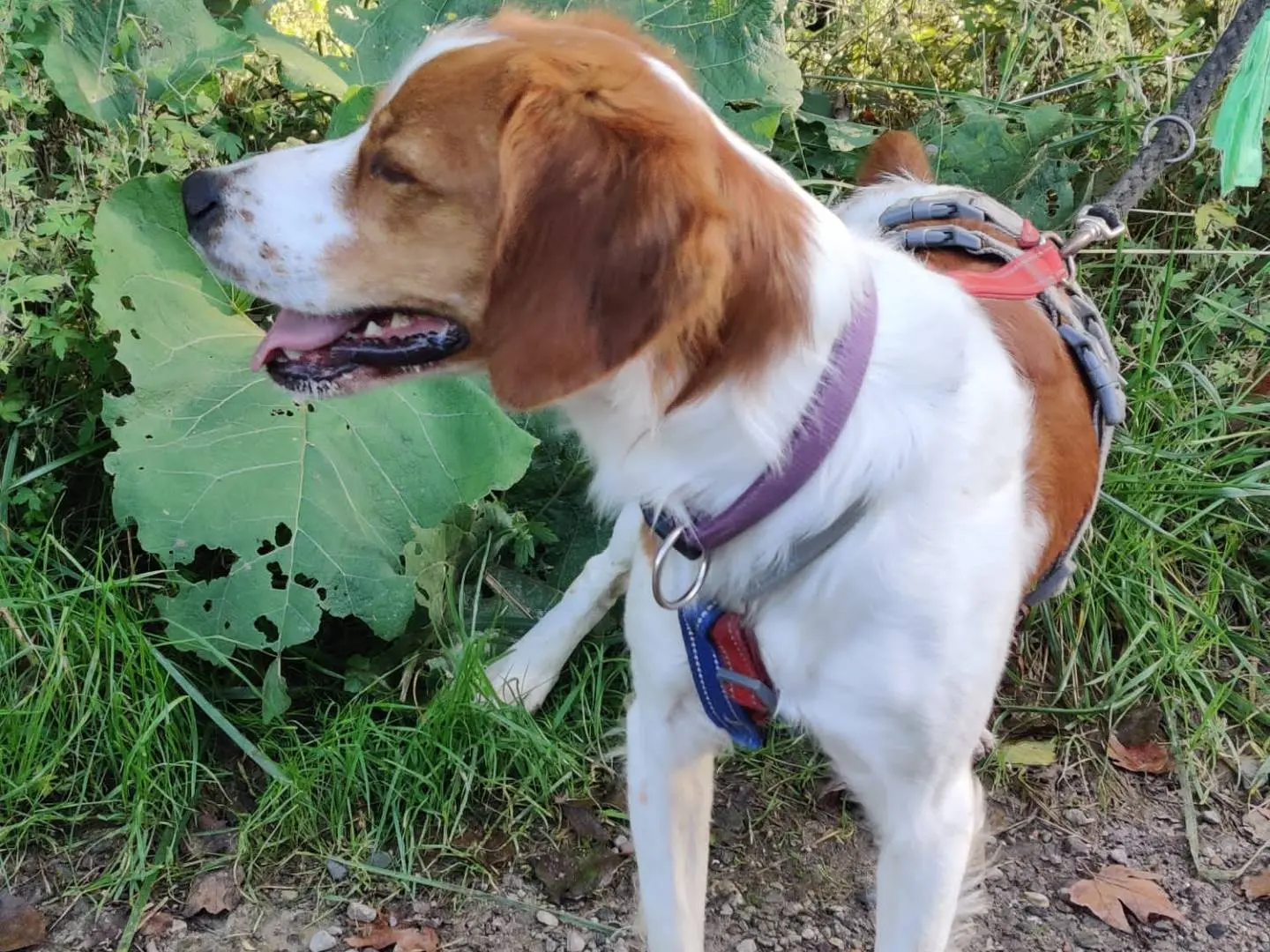 Vuoi adottare un cane a Como?