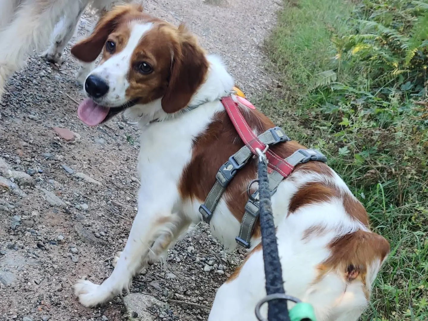 Adotta il cane Diko a Como
