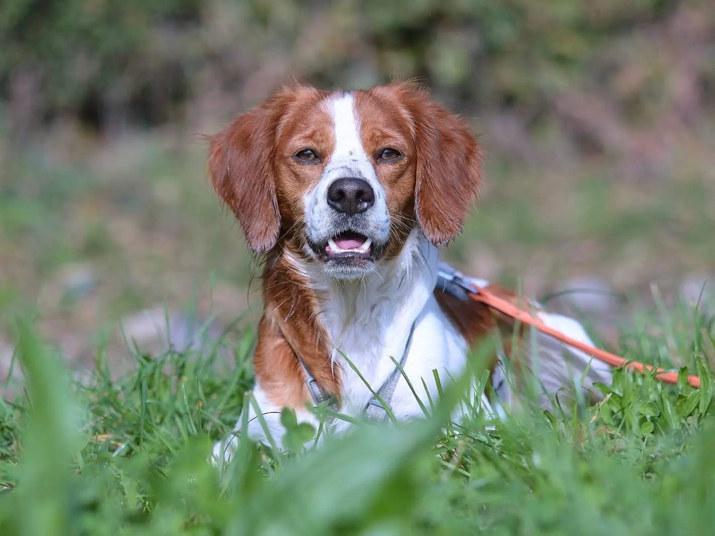 Adotta un cane, taglia piccola, maschio, Como
