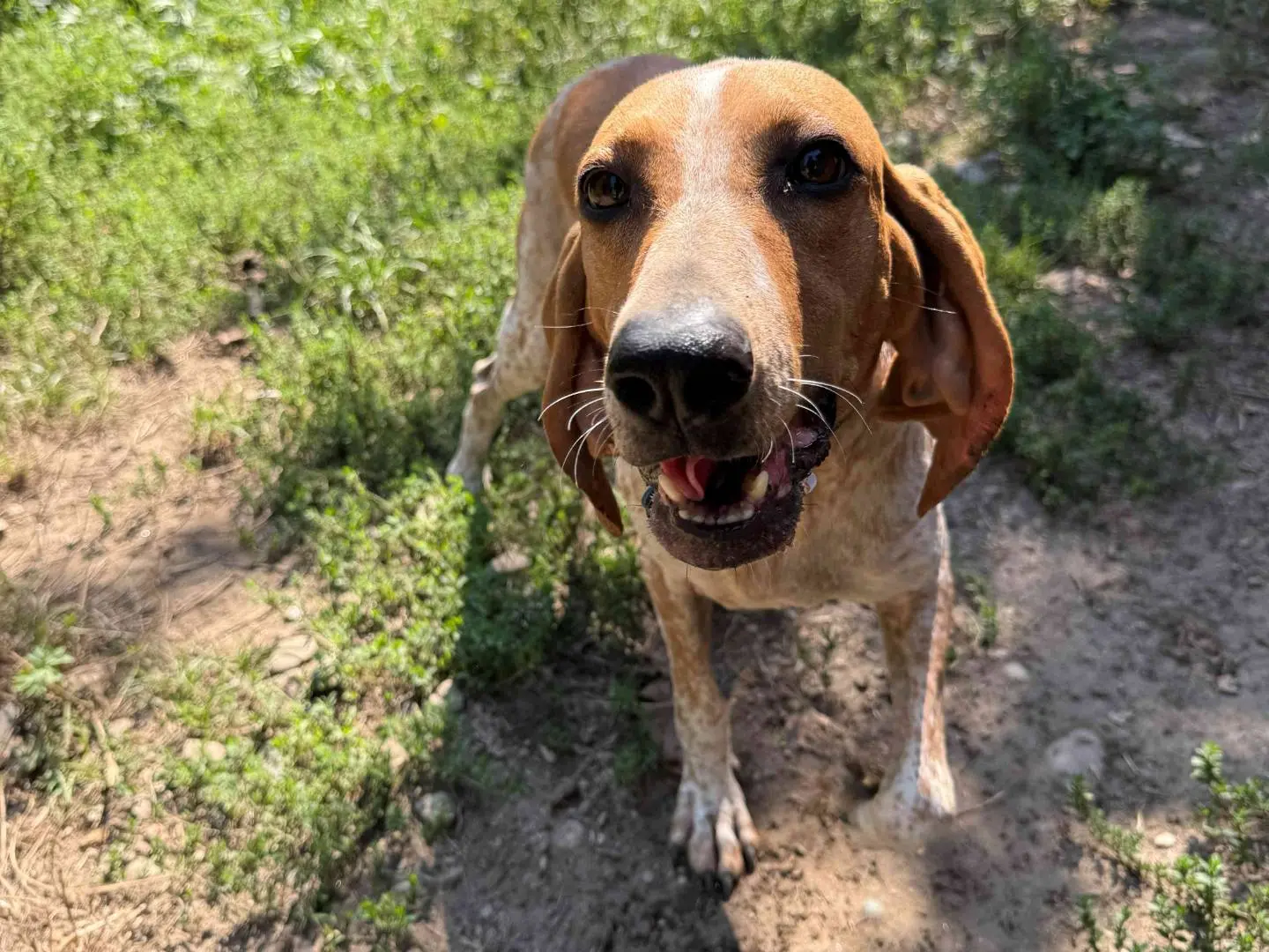 Adotta un cane, femmina, 4 anni e 9 mesi, Milano
