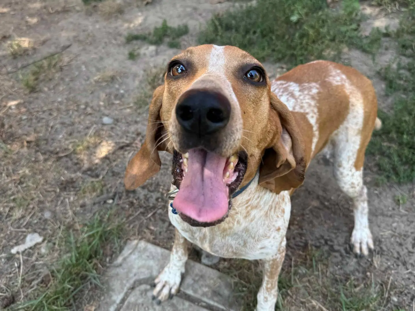 Adotta un cane, taglia media, femmina, Milano