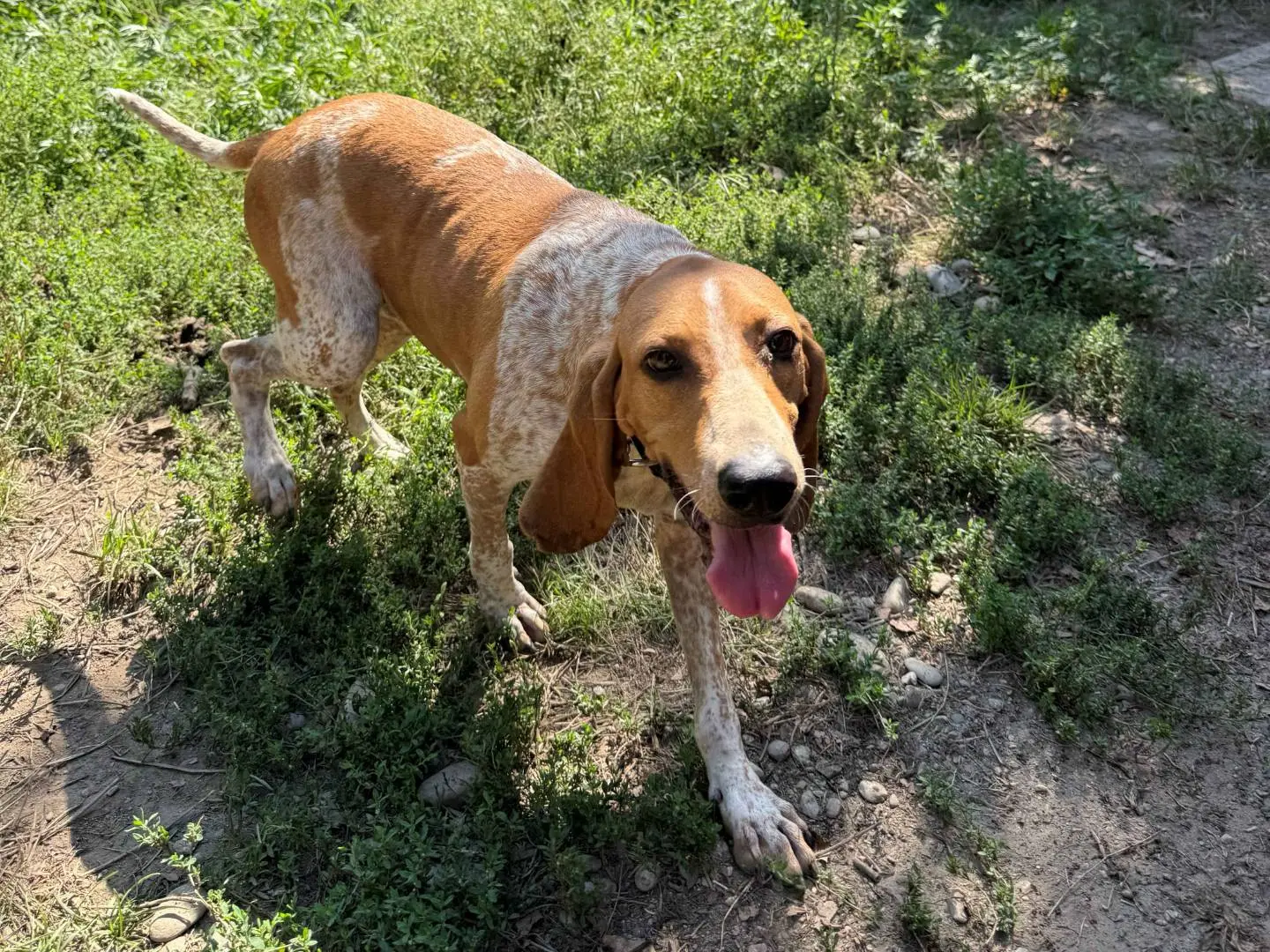 Adozione cane, femmina, Segugio Razza sconosciuta, 4 anni e 9 mesi, taglia media, Milano