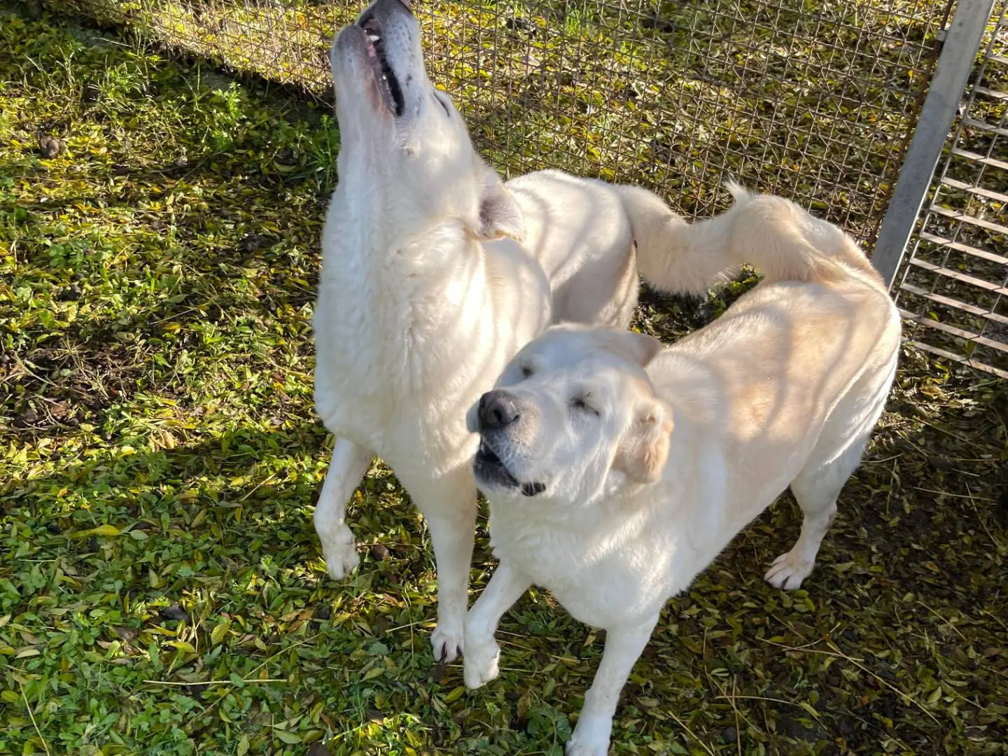 Adozione cane, femmina, Razza sconosciuta Razza sconosciuta, 5 anni e 8 mesi, taglia grande, Latina