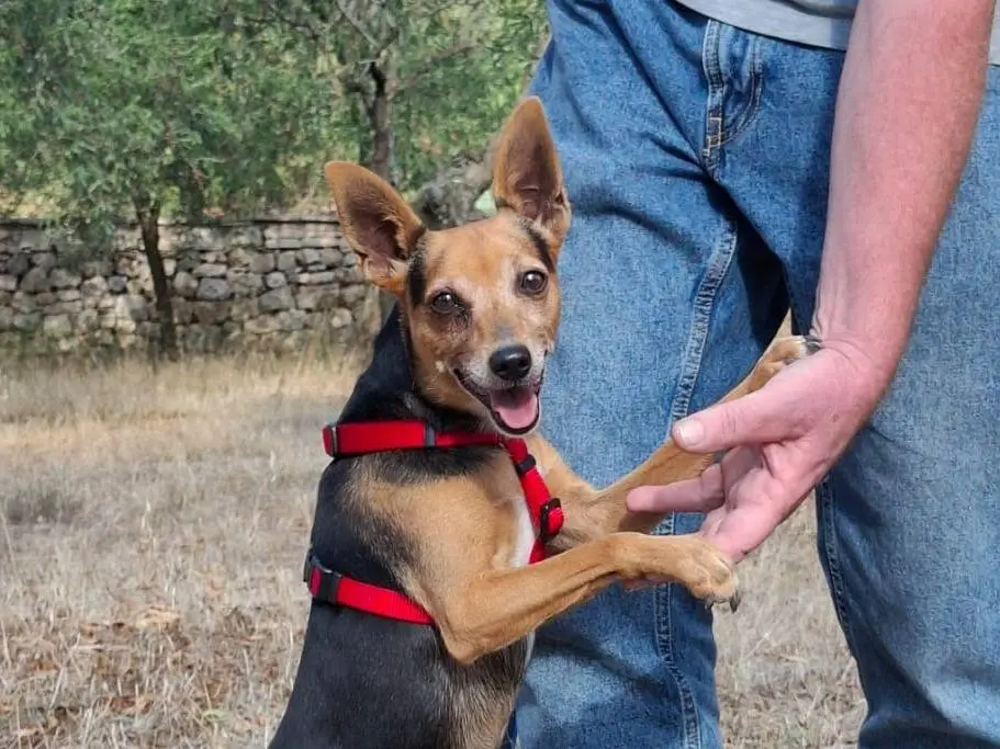 Adozione cane, maschio, Pinscher Razza sconosciuta, 5 anni e 3 mesi, taglia piccola, Monza