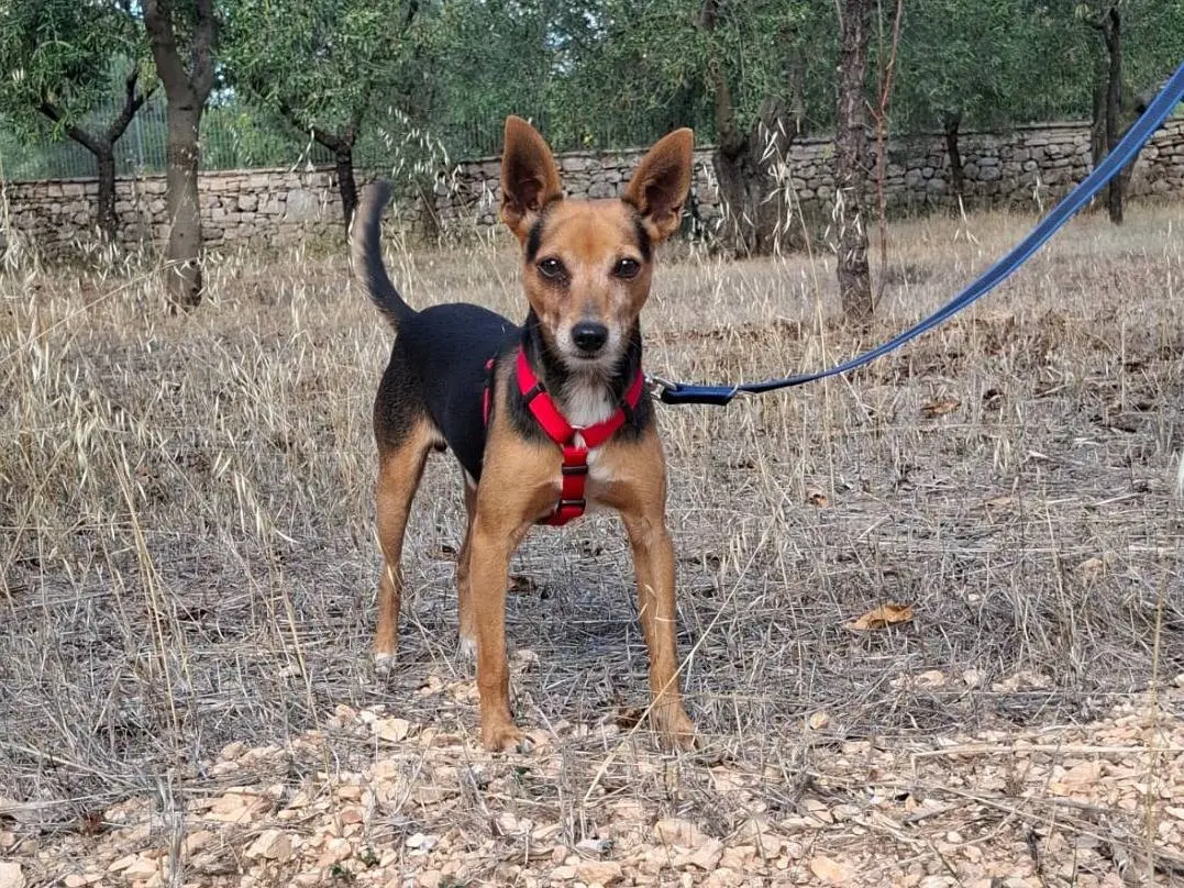 Adotta un cane, maschio, 5 anni e 3 mesi, Monza