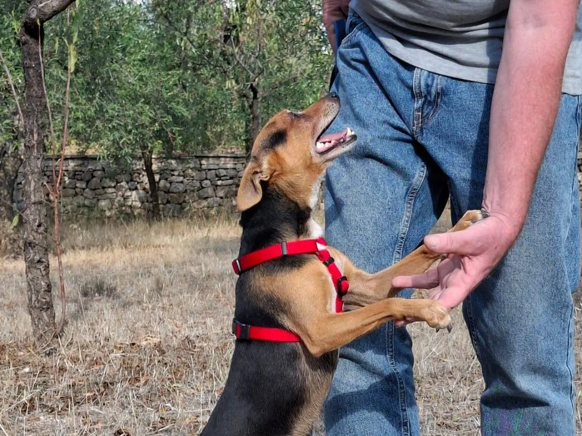 Adotta un cane, taglia piccola, maschio, Monza