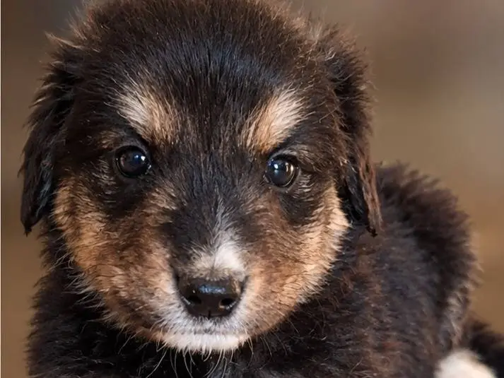 Adozione cane, maschio, Razza sconosciuta Razza sconosciuta, 2 mesi, taglia media, Benevento