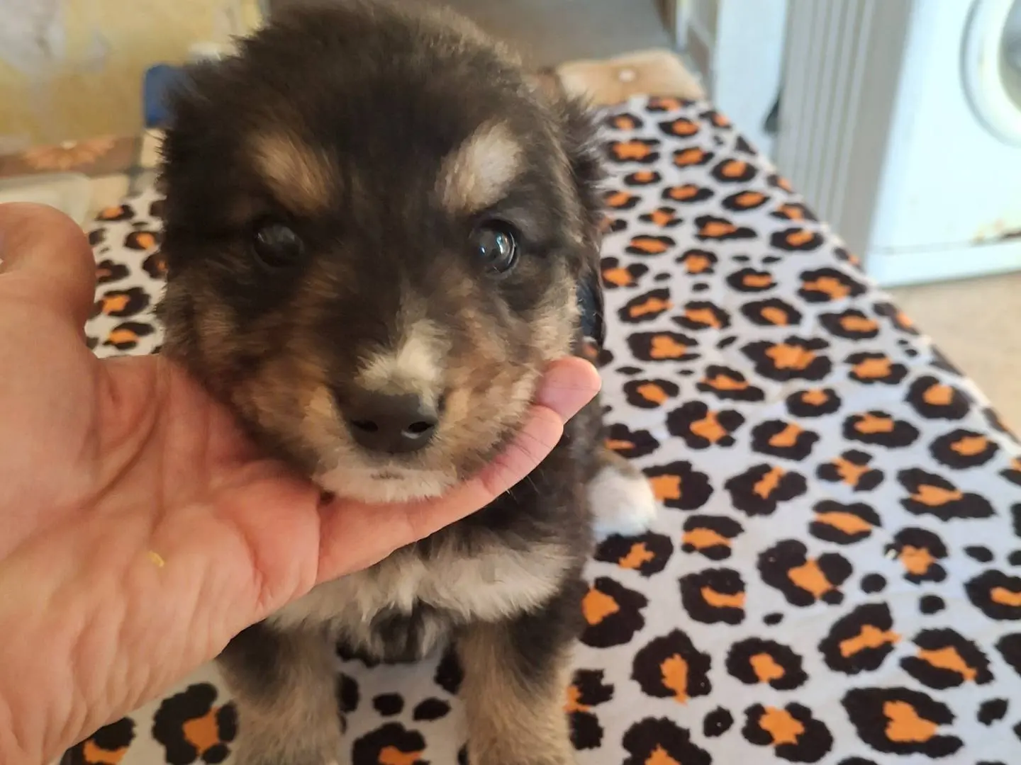 Adotta un cane, maschio, 2 mesi, Benevento