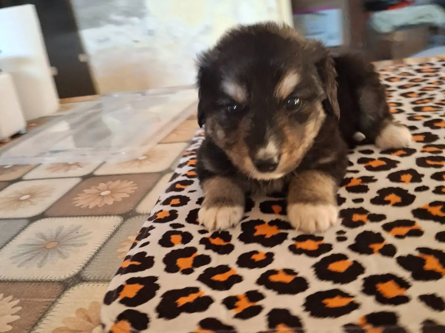 Adotta un cane, taglia media, maschio, Benevento
