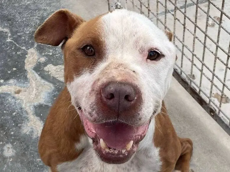 Adozione cane, maschio, Razza sconosciuta Razza sconosciuta, 2 anni e 9 mesi, taglia media, Torino