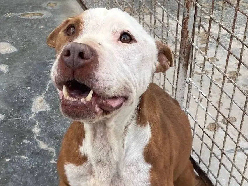 Adotta un cane, maschio, 2 anni e 9 mesi, Torino