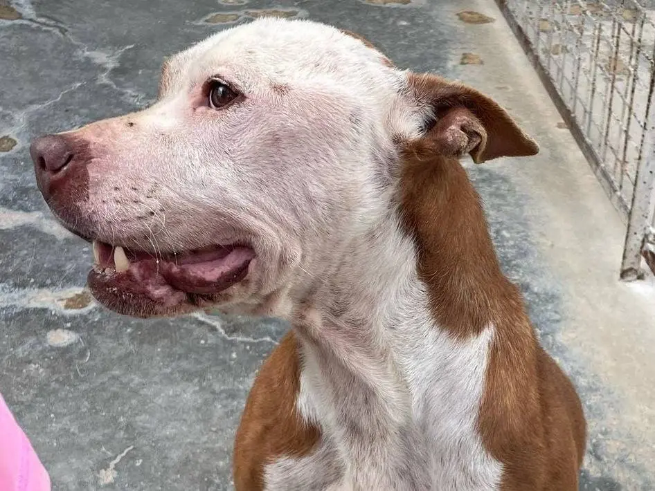 Adotta un cane, taglia media, maschio, Torino