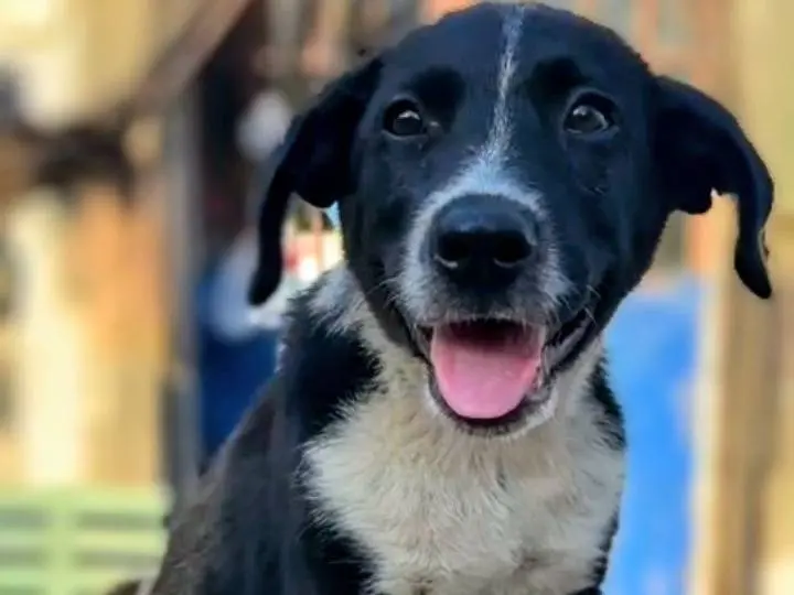 Adotta un cane, maschio, 4 mesi, Monza