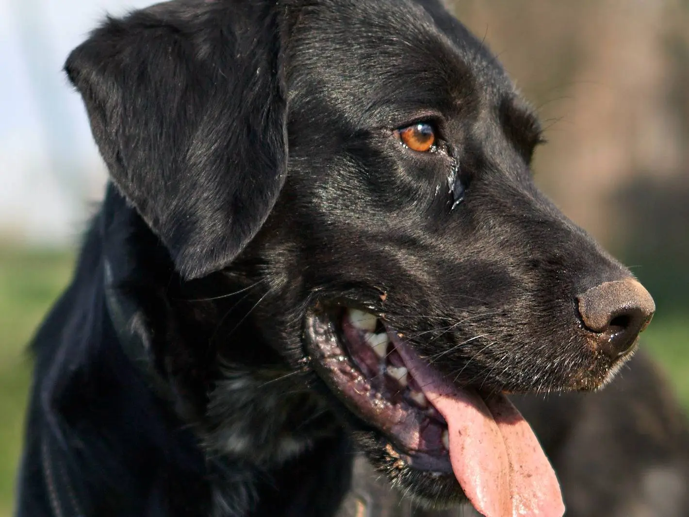 Adozione cane, maschio, Setter Inglese Razza sconosciuta, 1 anno e 7 mesi, taglia media, Milano