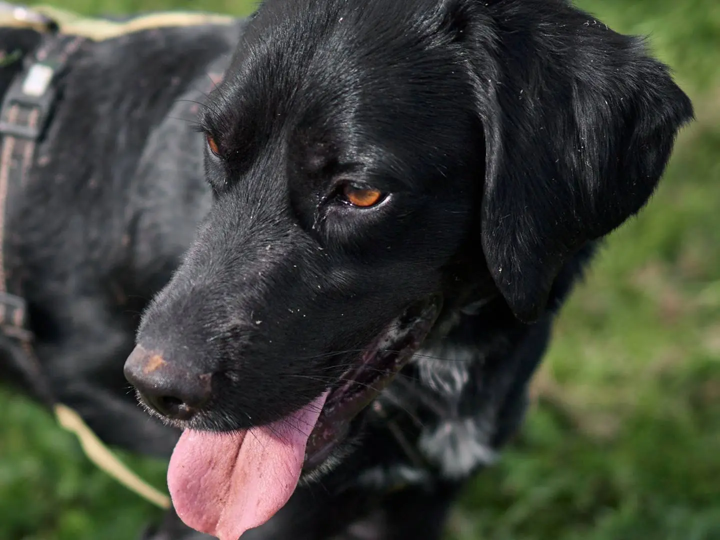 Adotta il cane Kiko a Milano