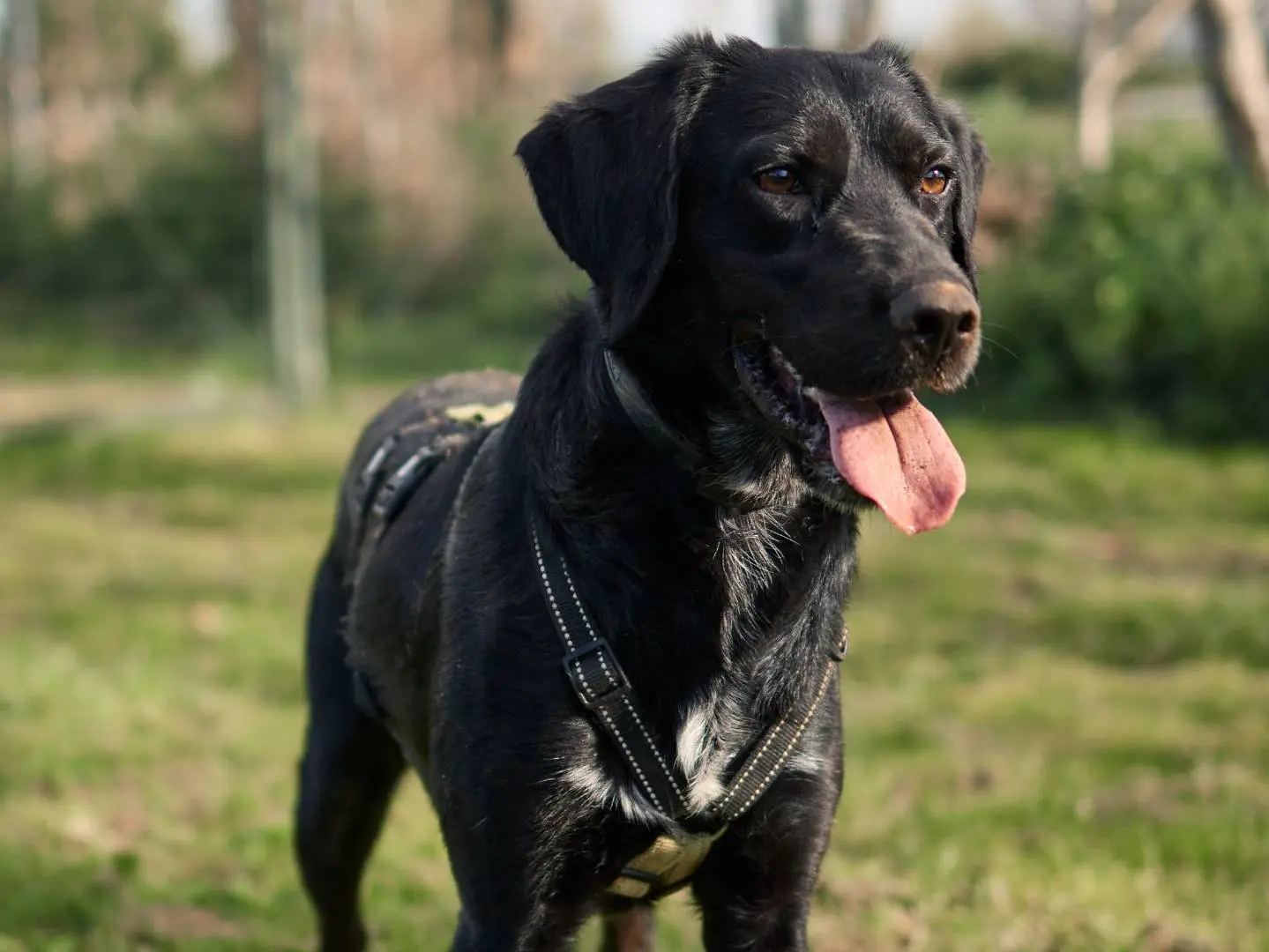 Adotta un cane, maschio, 1 anno e 7 mesi, Milano