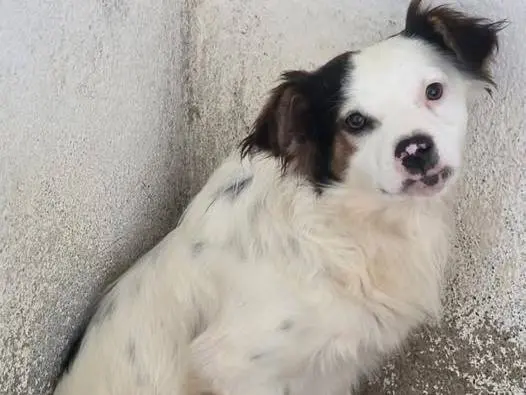 Adozione cane, maschio, Razza sconosciuta Razza sconosciuta, 1 anno e 3 mesi, taglia piccola, Crotone