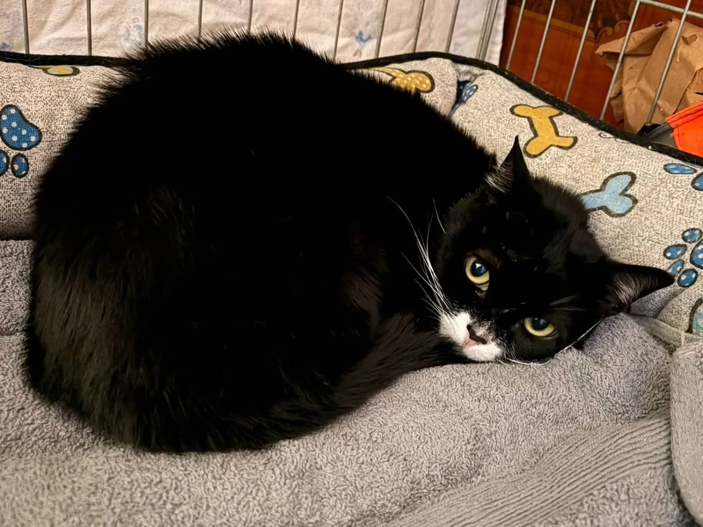 Adozione gatto, femmina, Razza sconosciuta Razza sconosciuta, 7 anni e 11 mesi, taglia non valida, Napoli