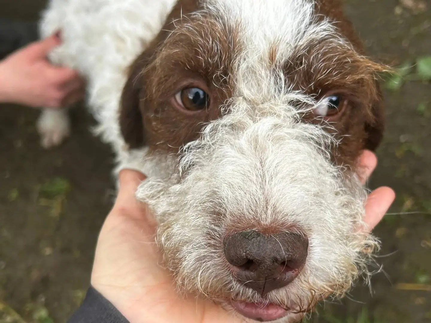 Vuoi adottare un cane a Roma?