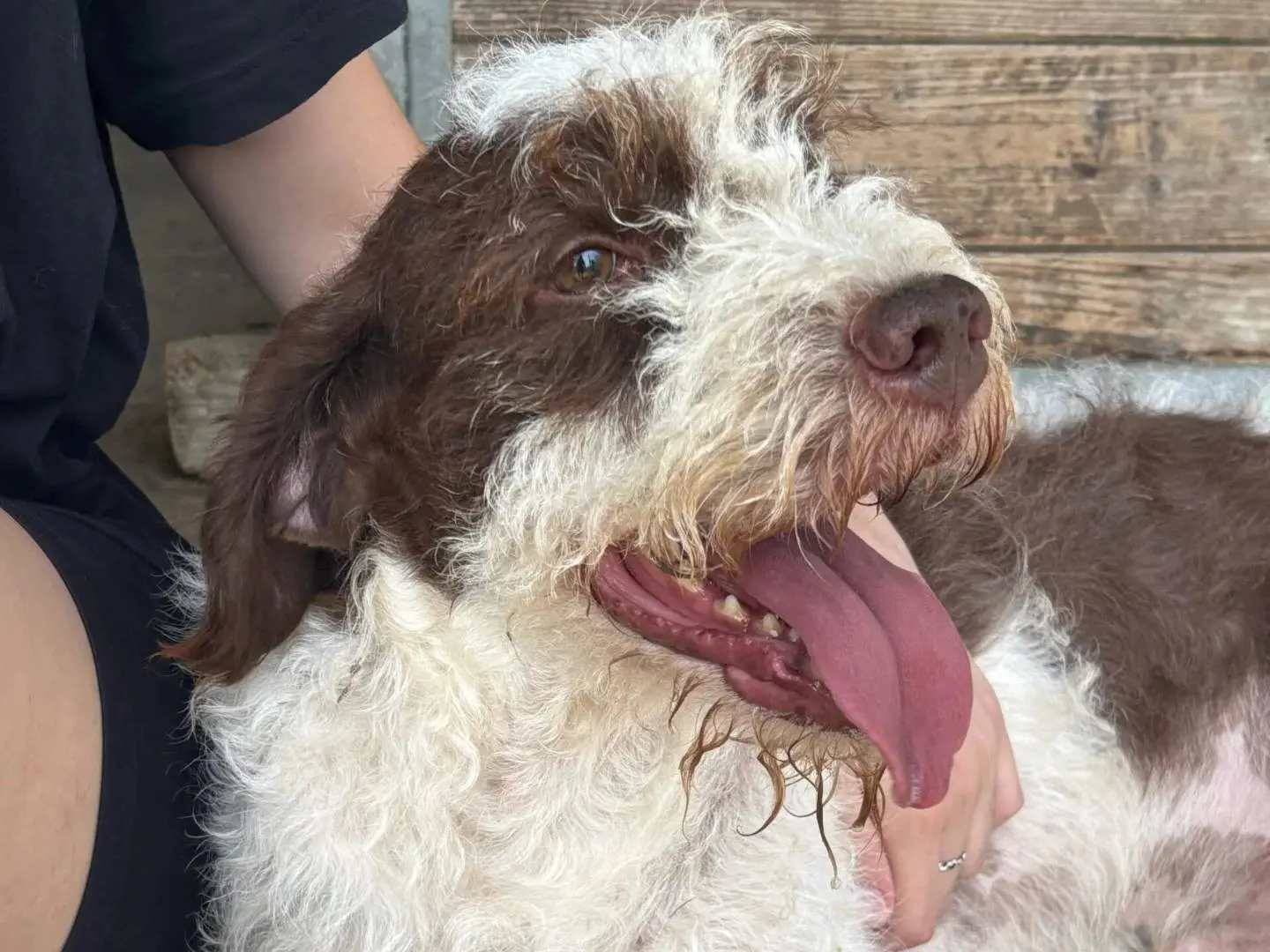 Adotta un cane, maschio, 3 anni e 4 mesi, Roma