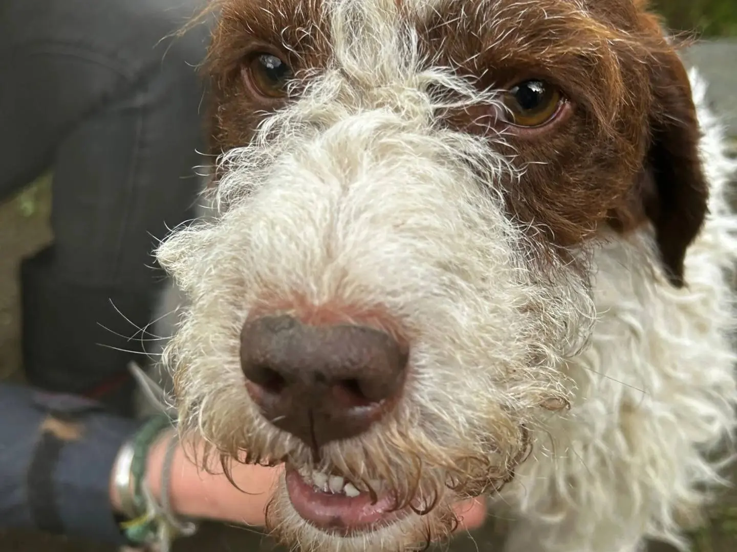 Adotta il cane FORLI  a Roma