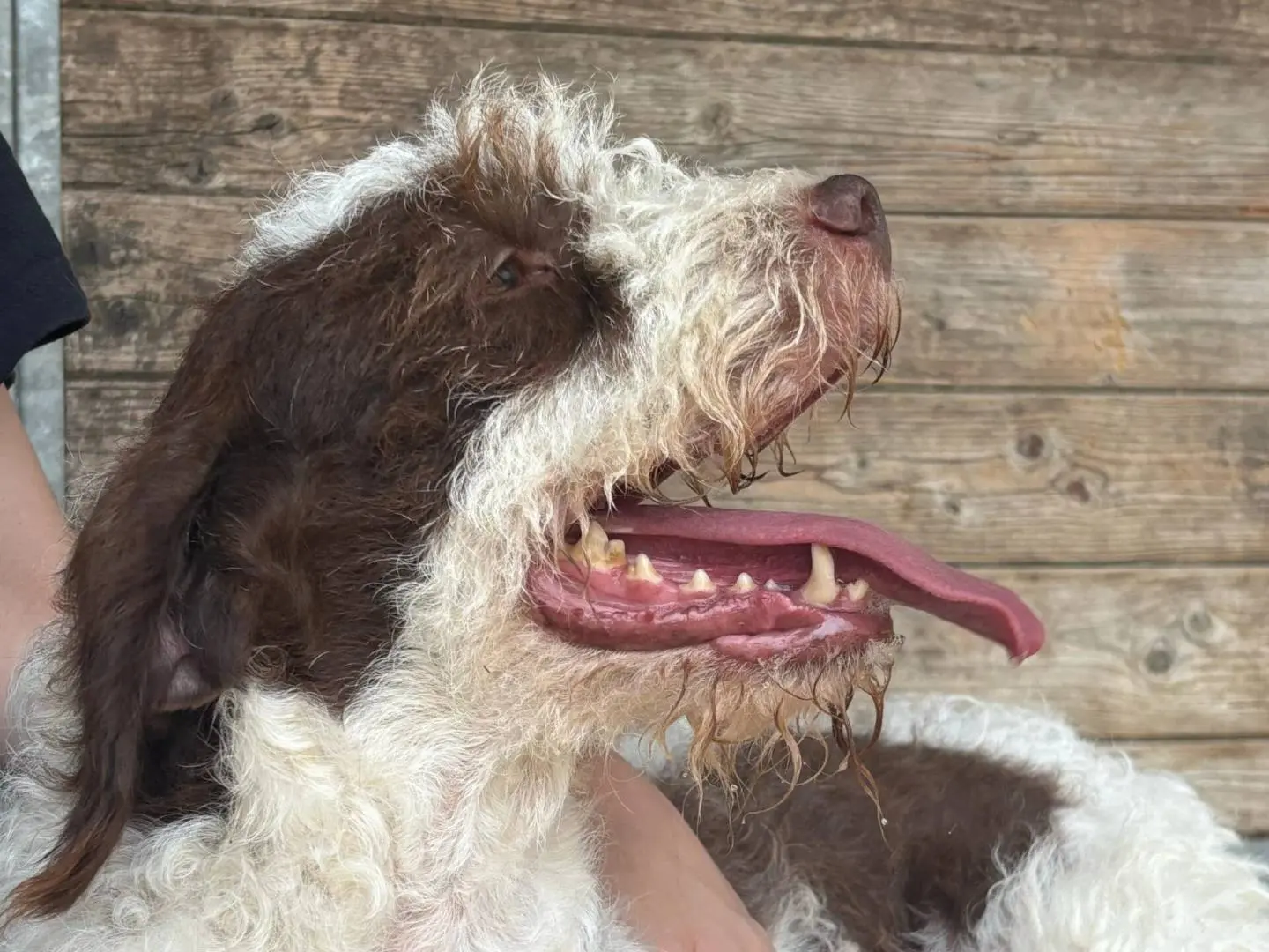 Adotta un cane, taglia media contenuta, maschio, Roma