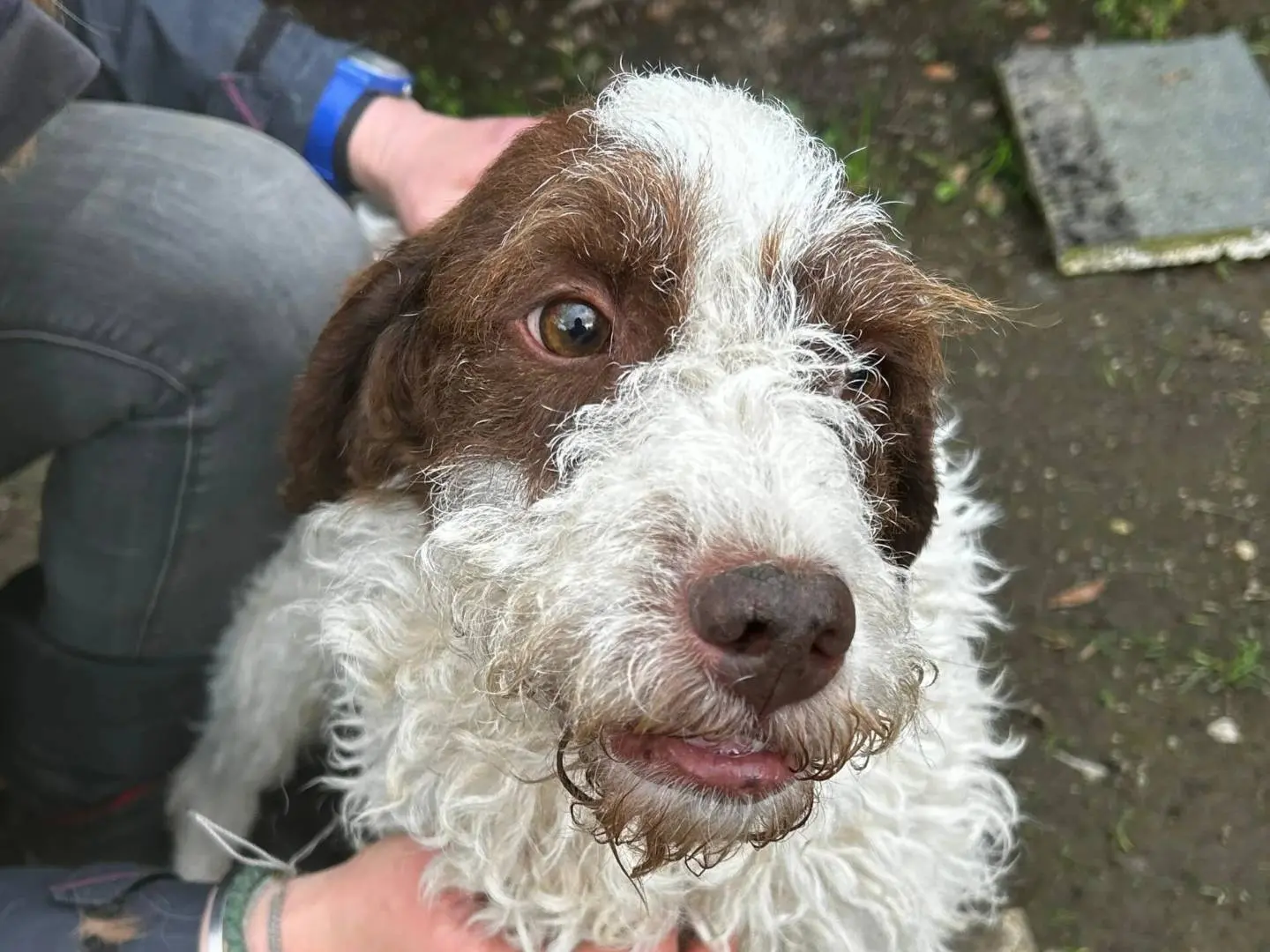Adozione cane, maschio, Lagotto Razza sconosciuta, 3 anni e 4 mesi, taglia media contenuta, Roma
