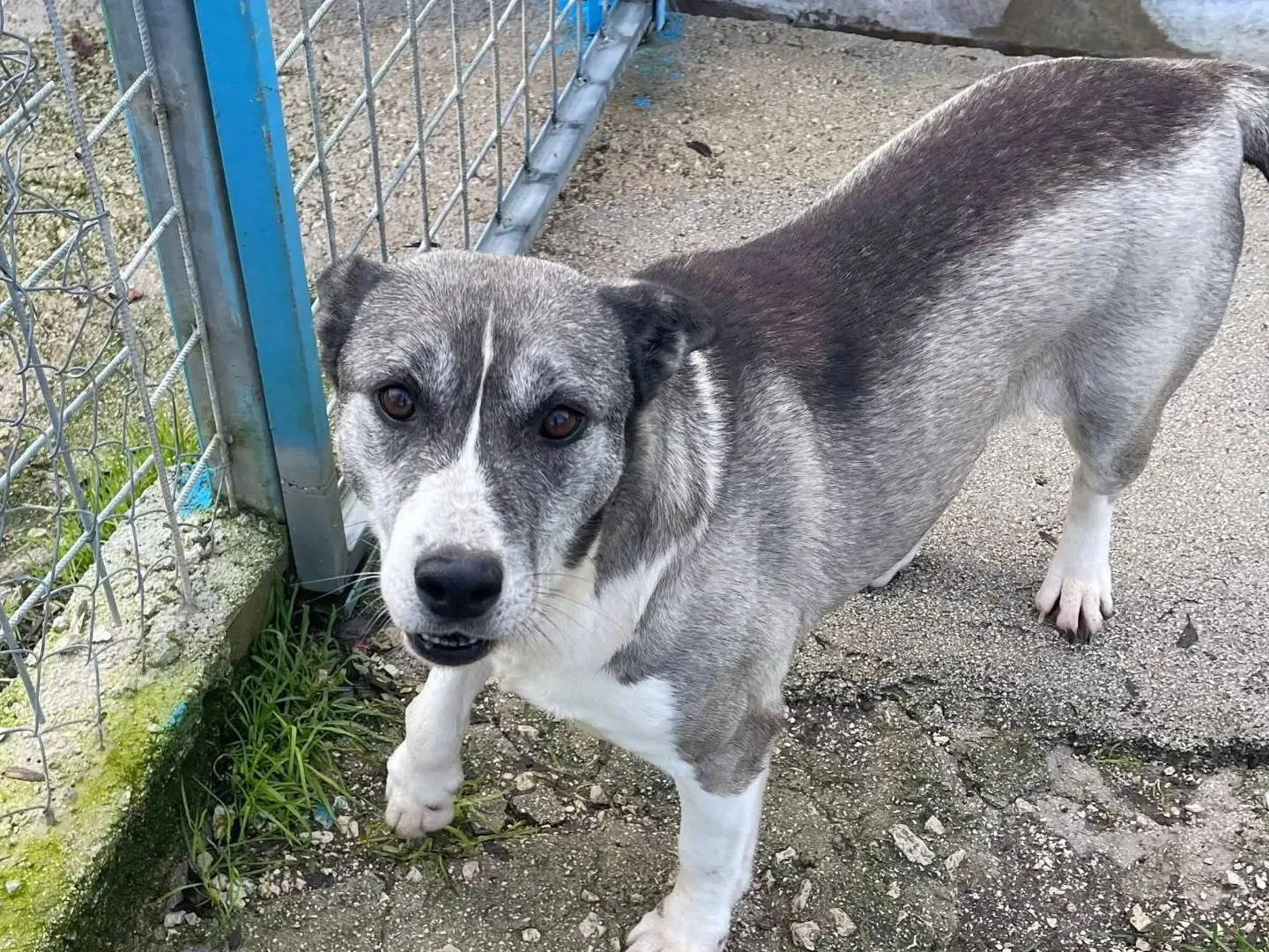 Adotta un cane, femmina, 3 anni e 9 mesi, Frosinone