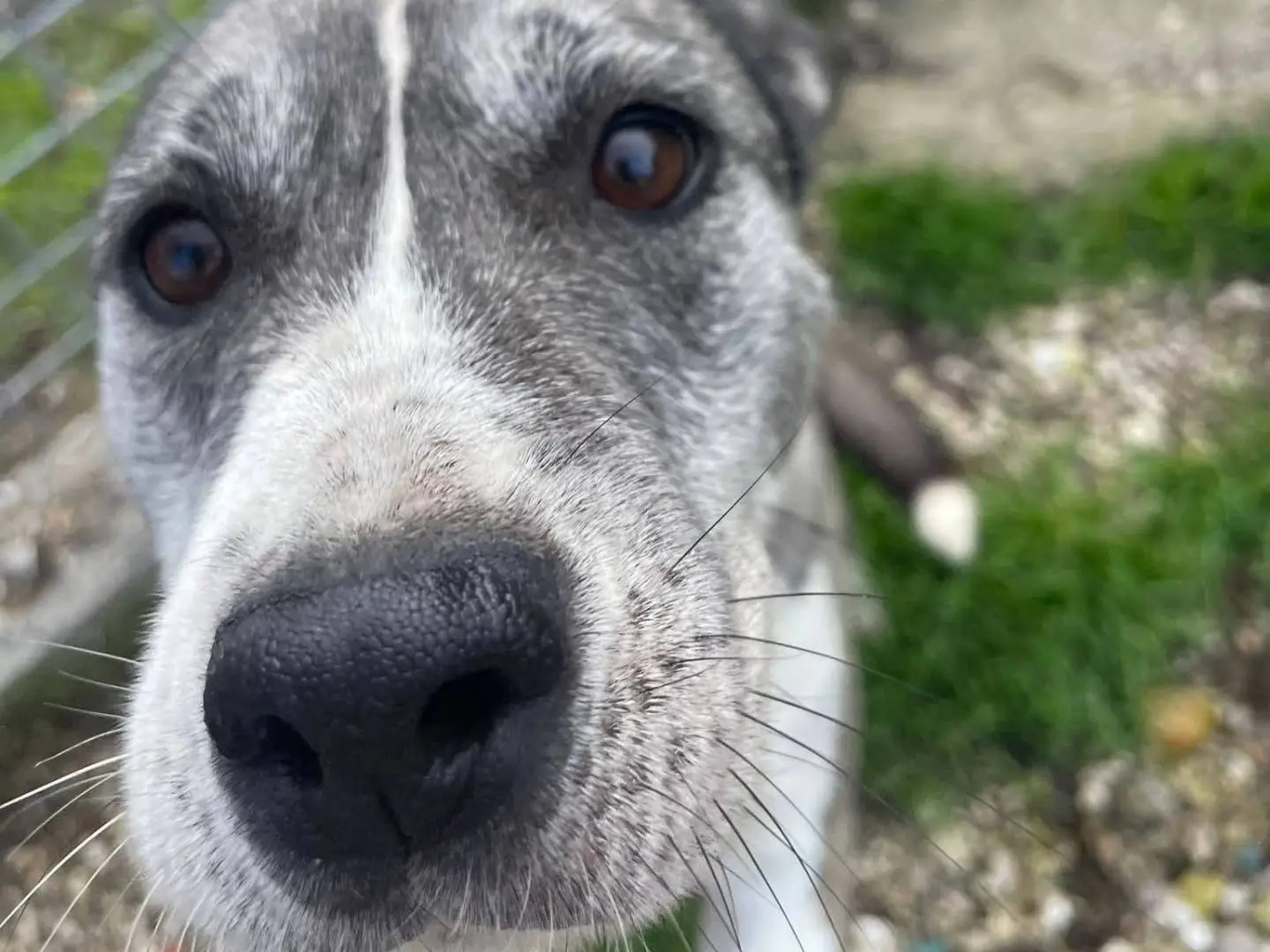 Adozione cane, femmina, Siberian Husky Razza sconosciuta, 3 anni e 9 mesi, taglia media contenuta, Frosinone