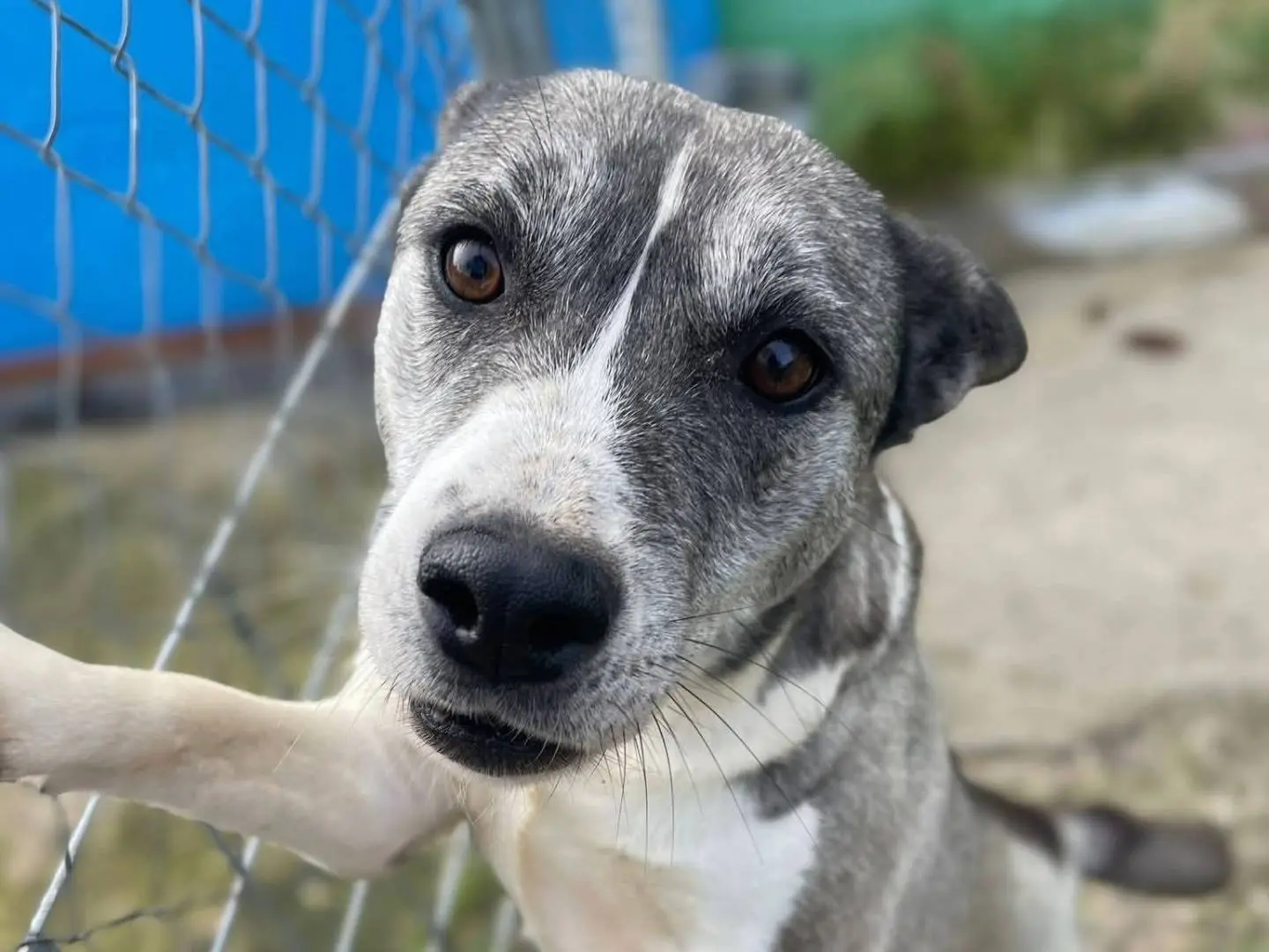 Adotta un cane, taglia media contenuta, femmina, Frosinone