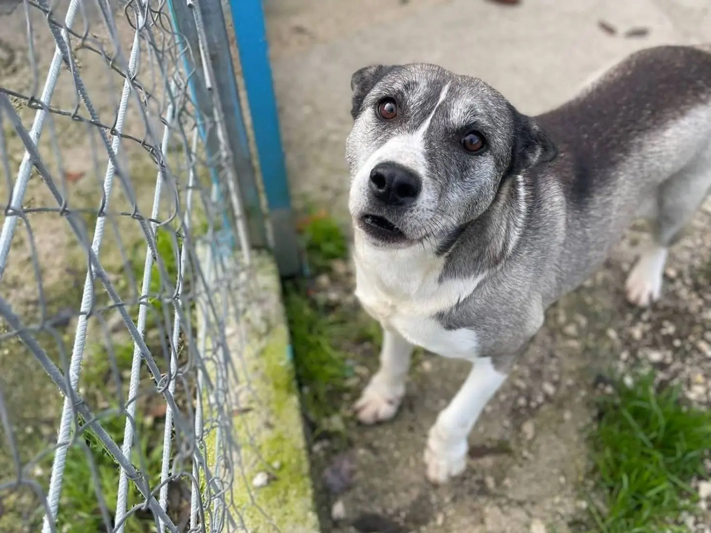 Vuoi adottare un cane a Frosinone?