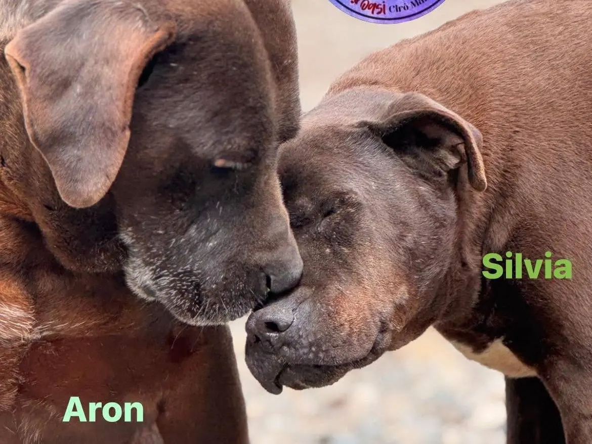 Adozione cane, maschio, Pitbull Razza sconosciuta, 10 anni e 4 mesi, taglia grande, Crotone
