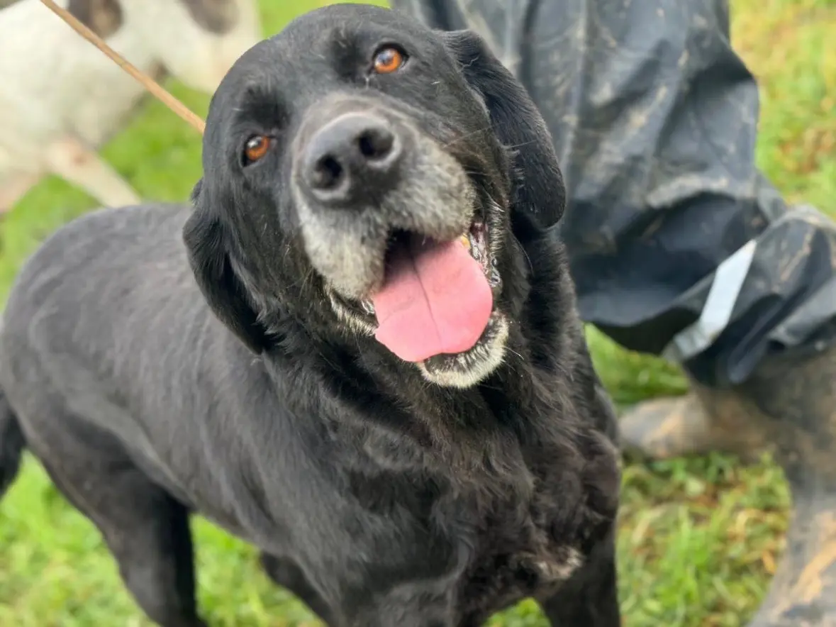 Adozione cane, femmina, Labrador Retriever Razza sconosciuta, 6 anni e 3 mesi, taglia grande, Frosinone