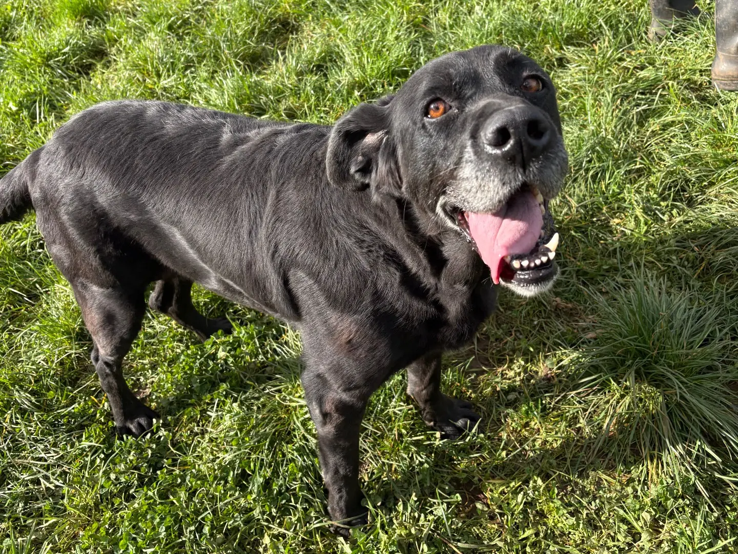 Adotta un cane, femmina, 6 anni e 3 mesi, Frosinone