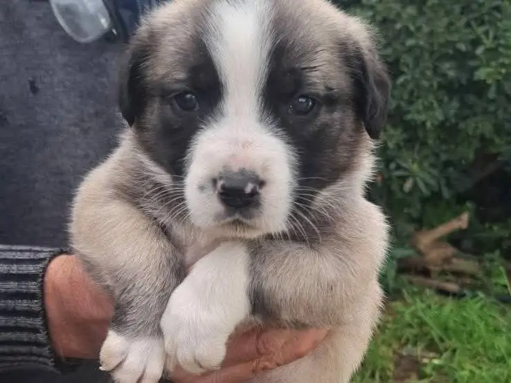 Adozione cane, maschio, Razza sconosciuta Razza sconosciuta, 9 mesi, taglia grande, Catania