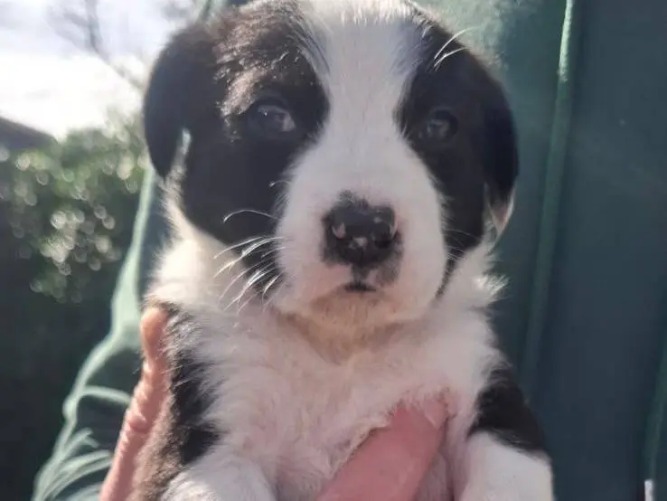 Adotta un cane, maschio, 9 mesi, Catania