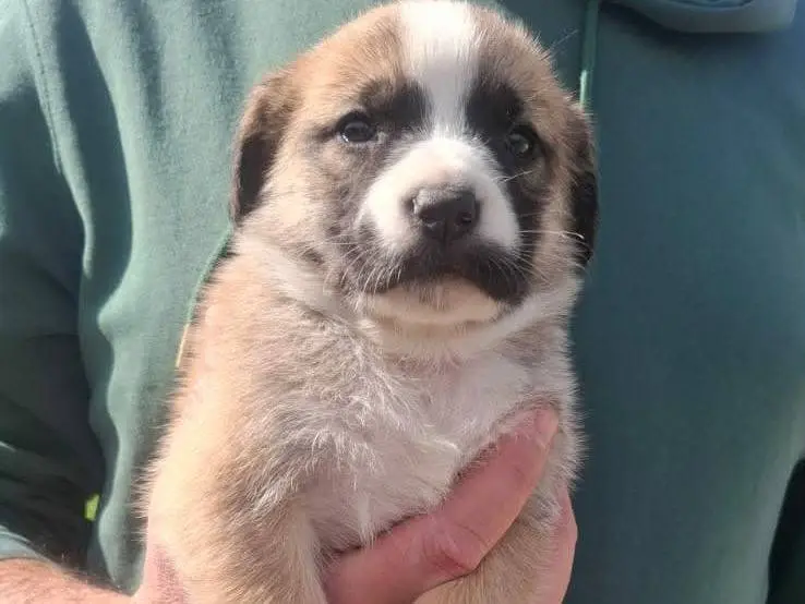 Adotta un cane, taglia grande, maschio, Catania
