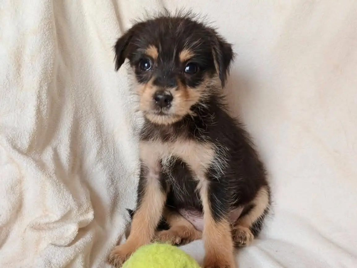 Adozione cane, femmina, Razza sconosciuta Razza sconosciuta, 4 mesi, taglia piccola, Cosenza