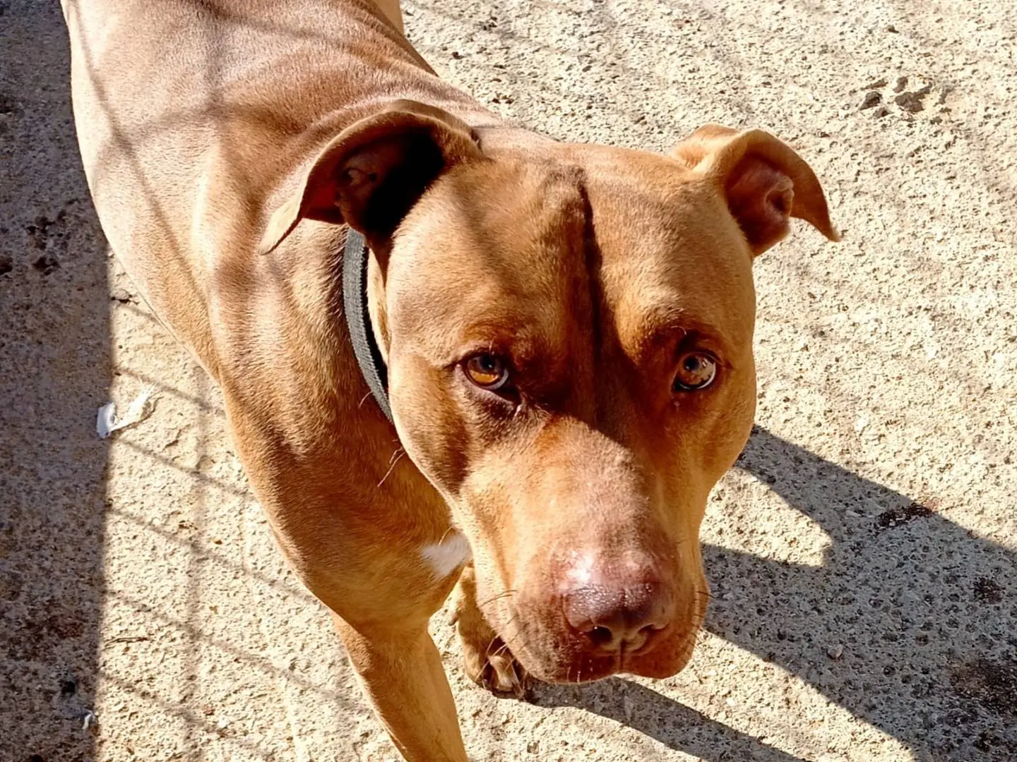 Foto 2 dell'animale