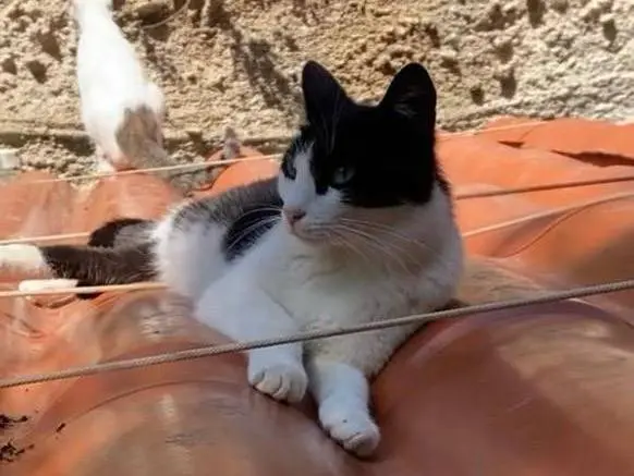 Foto 2 dell'animale