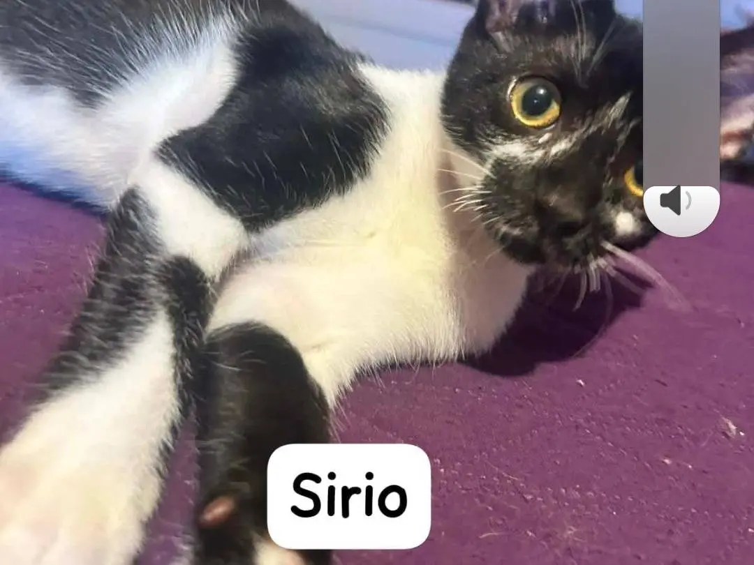 Adozione gatto, maschio, Razza sconosciuta Razza sconosciuta, 2 mesi, taglia non valida, Ragusa