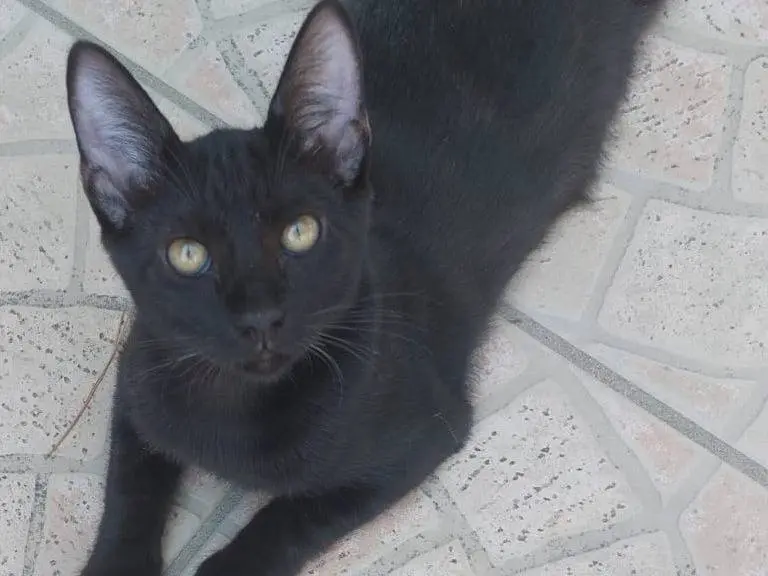 Adotta un gatto, femmina, 1 anno e 6 mesi, Milano