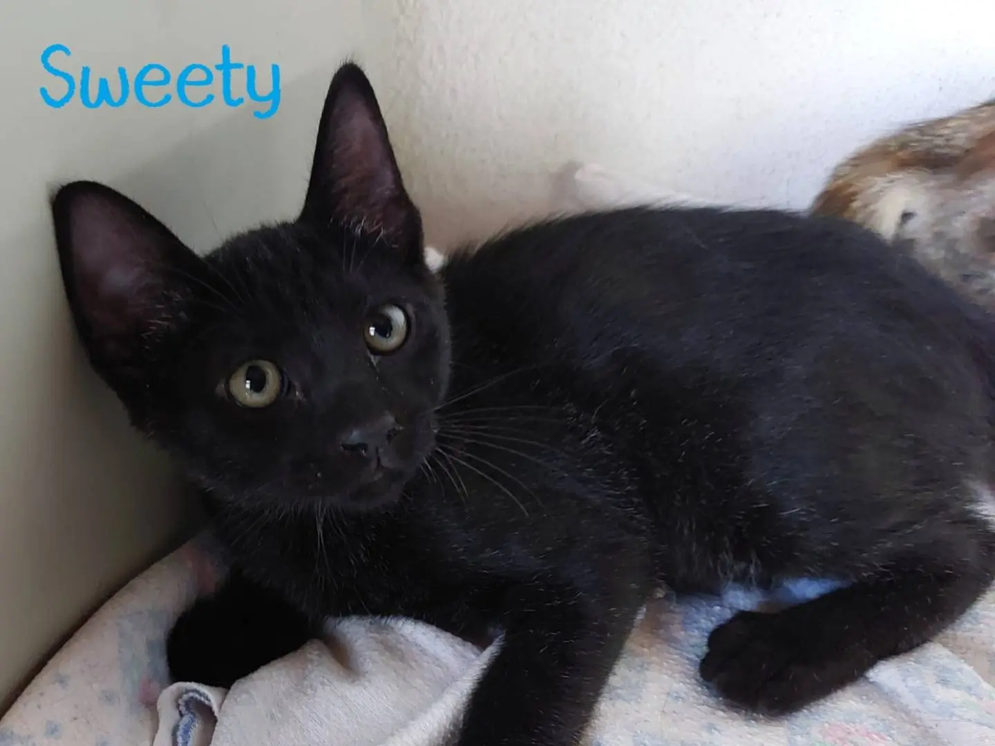 Adozione gatto, femmina, Razza sconosciuta Razza sconosciuta, 1 anno e 6 mesi, taglia non valida, Milano