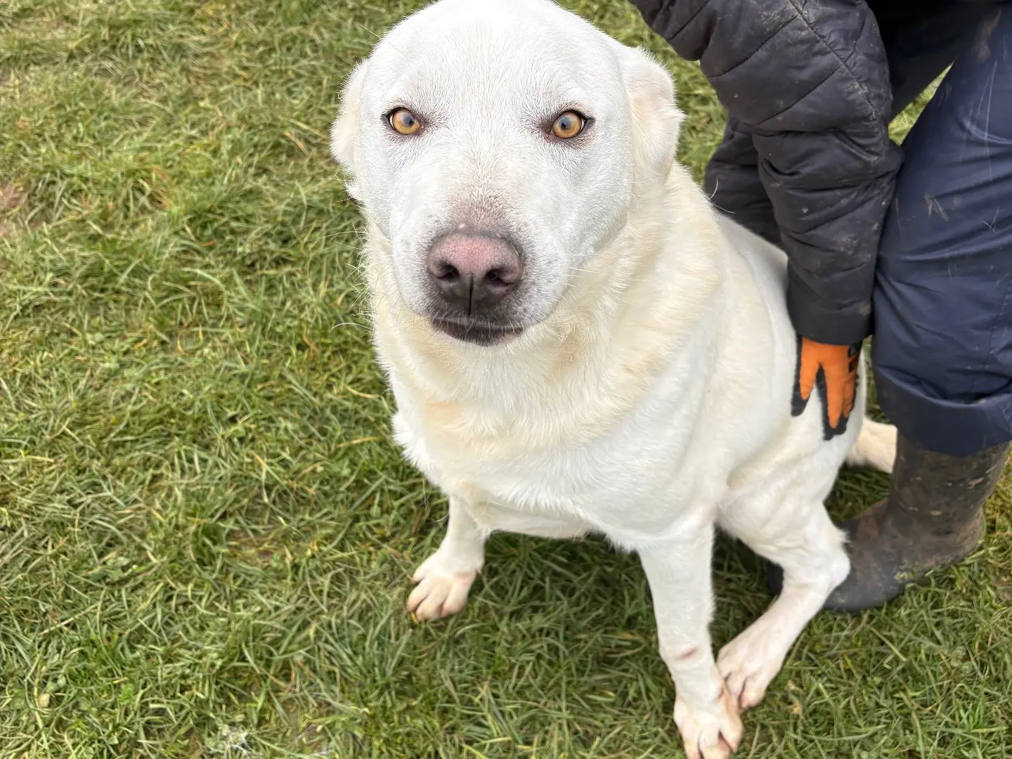 Vuoi adottare un cane a Frosinone?