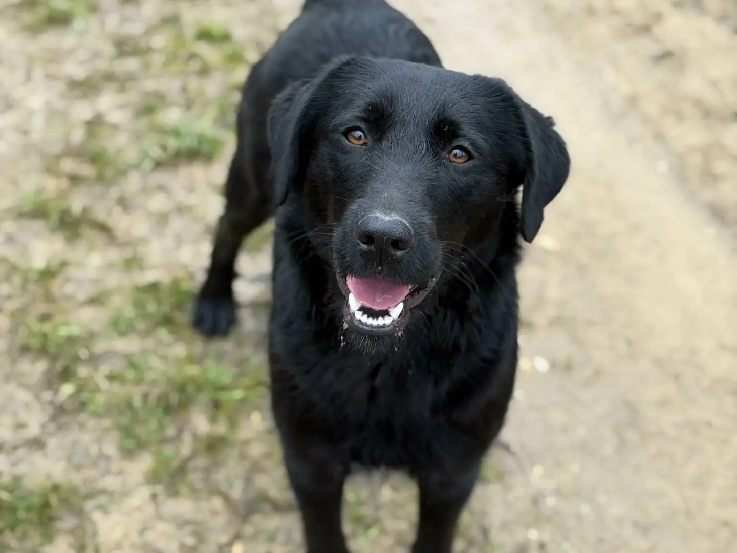 Adotta un cane, taglia media contenuta, femmina, Firenze
