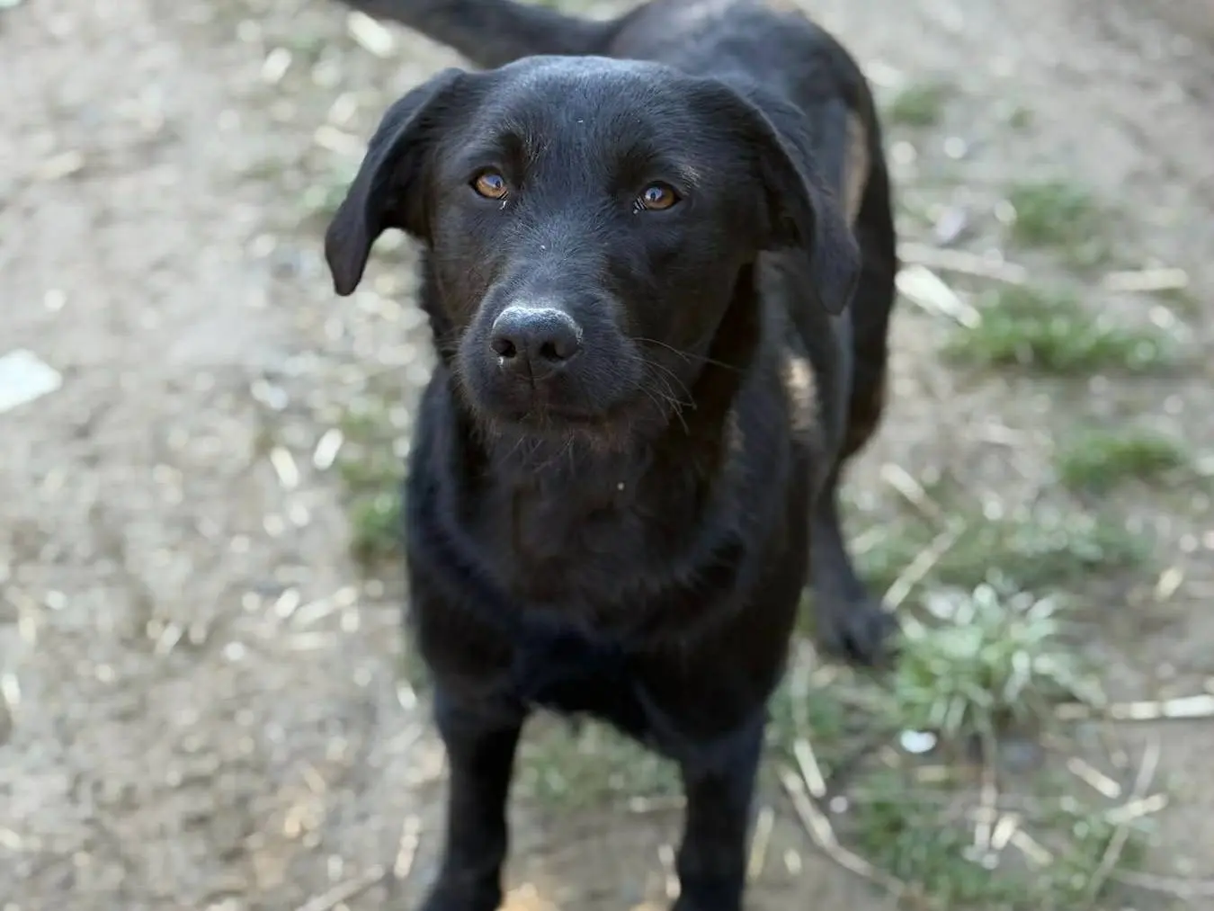 Adotta un cane, femmina, 1 anno e 5 mesi, Firenze