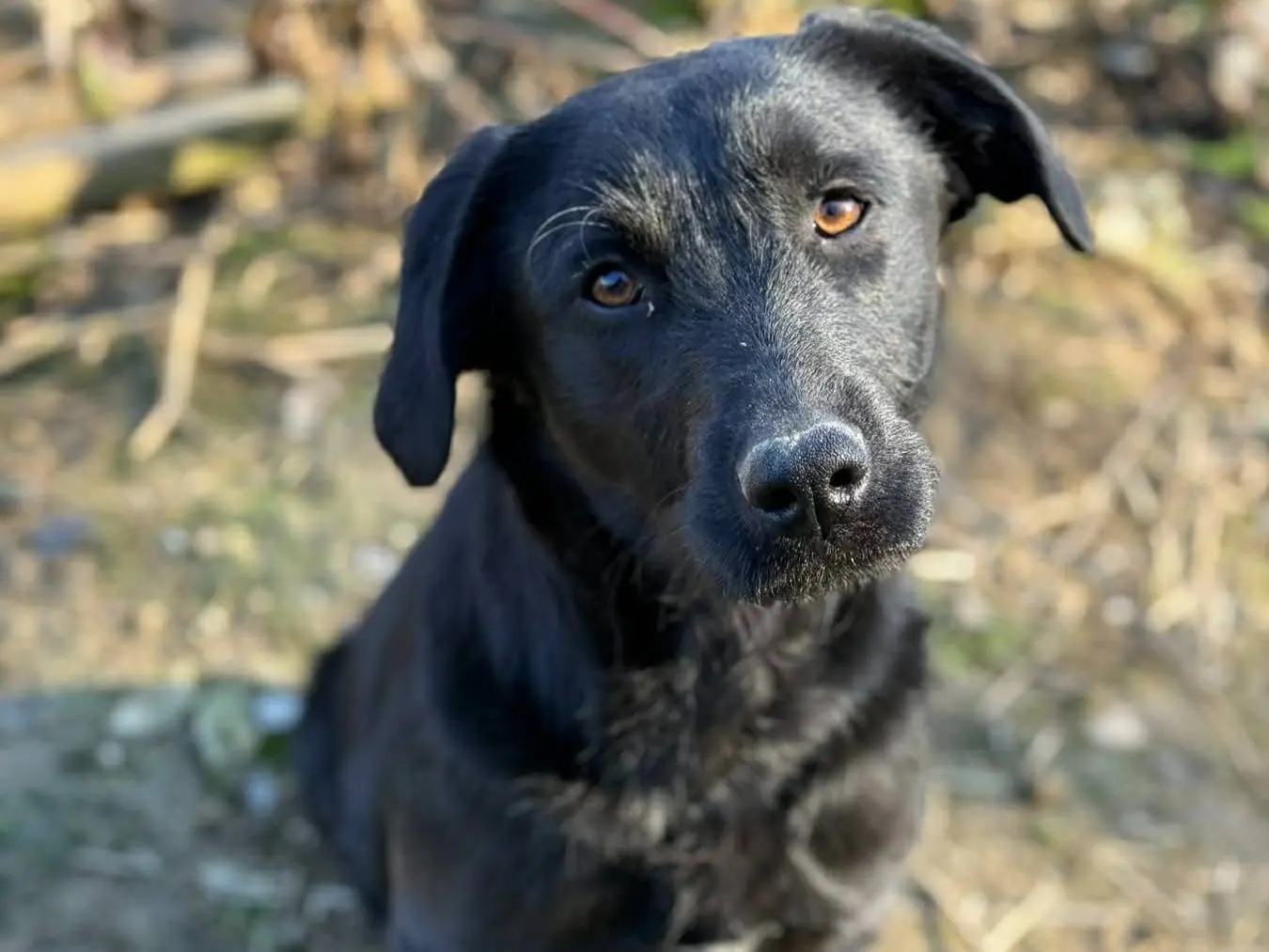 Vuoi adottare un cane a Firenze?